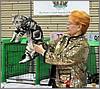 Best of Best Cat GC Tincarbell Dorami